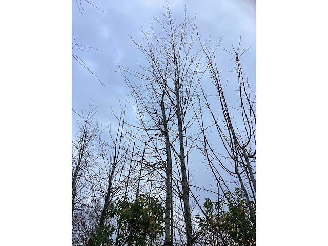 Winterlinde - sierboom - afbeelding 3 van  3