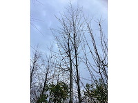 Winterlinde - sierboom - afbeelding 3 van  3