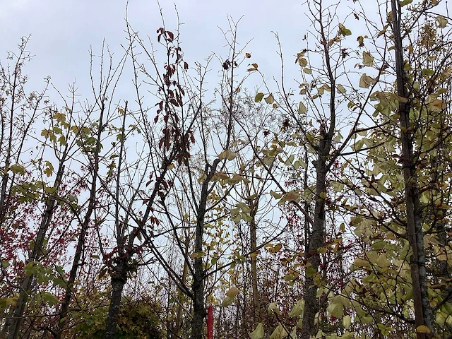 Winterlinde - sierboom - afbeelding 1 van  3
