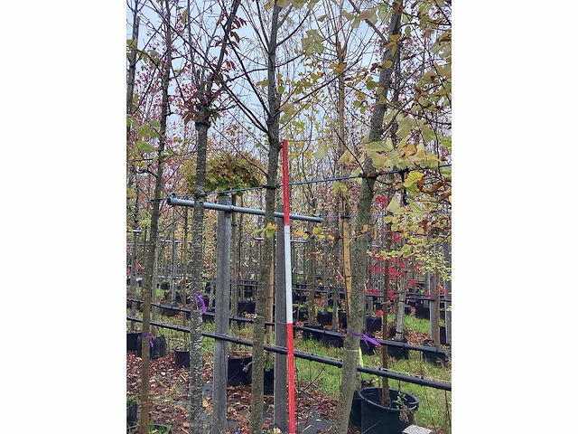 Winterlinde - sierboom - afbeelding 2 van  3