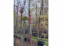 Winterlinde - sierboom - afbeelding 2 van  3