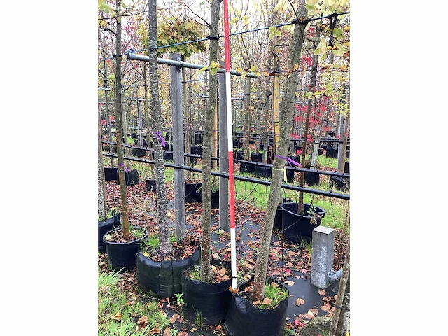 Winterlinde - sierboom - afbeelding 3 van  3
