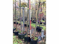 Winterlinde - sierboom - afbeelding 3 van  3