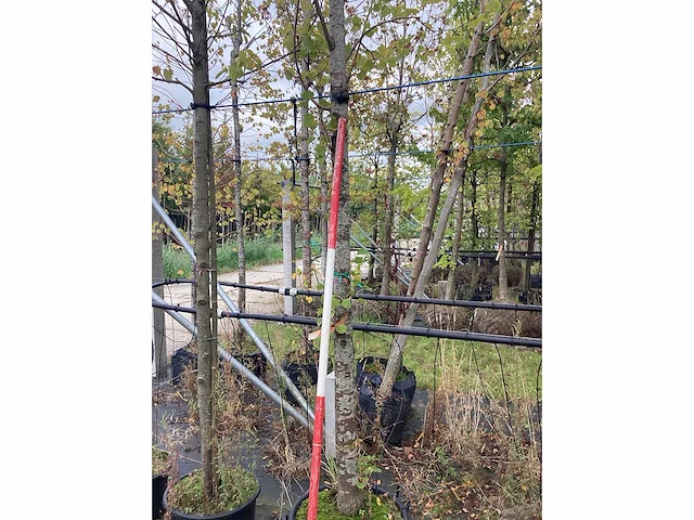 Winterlinde - sierboom - afbeelding 3 van  3