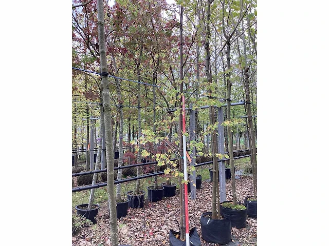 Winterlinde - sierboom - afbeelding 2 van  2