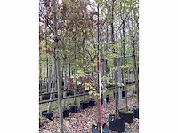 Winterlinde - sierboom - afbeelding 2 van  2