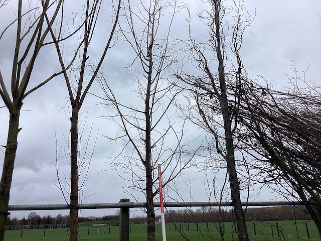 Winterlinde - vormbomen - afbeelding 1 van  2
