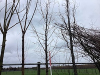 Winterlinde - vormbomen - afbeelding 1 van  2