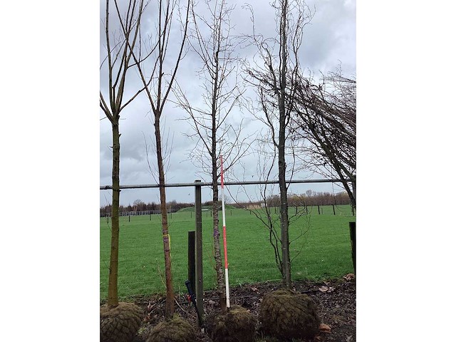 Winterlinde - vormbomen - afbeelding 2 van  2