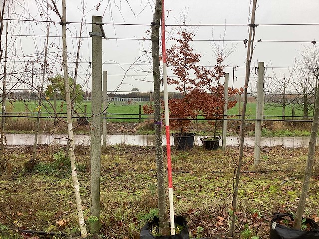 Winterlinde - vormboom - afbeelding 1 van  3