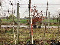 Winterlinde - vormboom - afbeelding 1 van  3