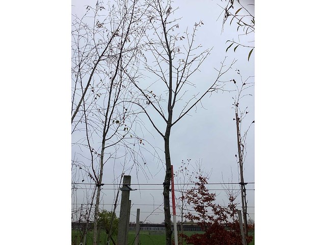 Winterlinde - vormboom - afbeelding 2 van  3