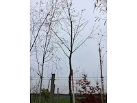 Winterlinde - vormboom - afbeelding 2 van  3