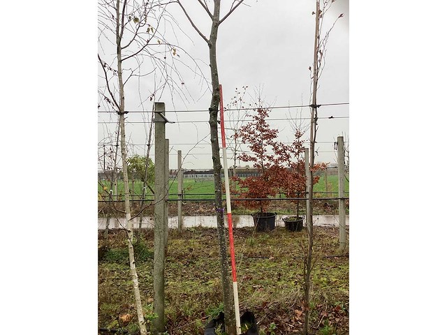 Winterlinde - vormboom - afbeelding 3 van  3