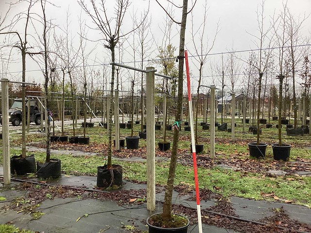 Winterlinde - vormboom - afbeelding 1 van  3