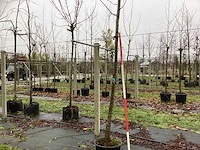 Winterlinde - vormboom - afbeelding 1 van  3