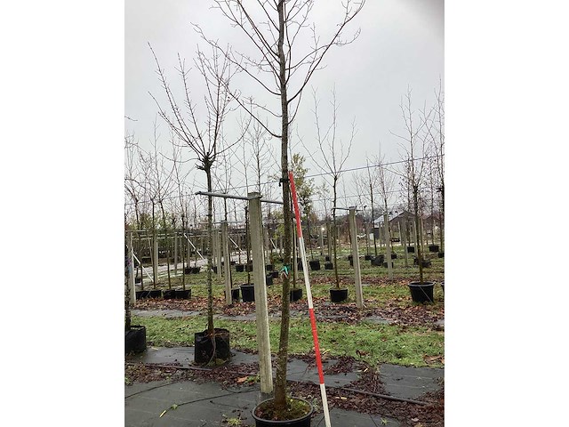 Winterlinde - vormboom - afbeelding 2 van  3