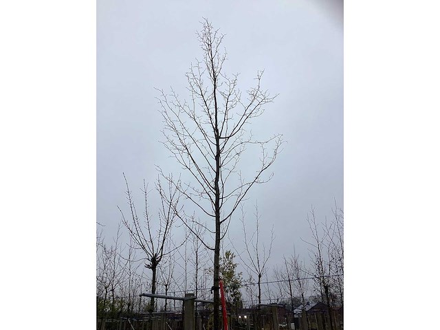 Winterlinde - vormboom - afbeelding 3 van  3