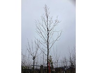 Winterlinde - vormboom - afbeelding 3 van  3