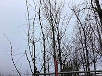 Winterlinde - vormboom