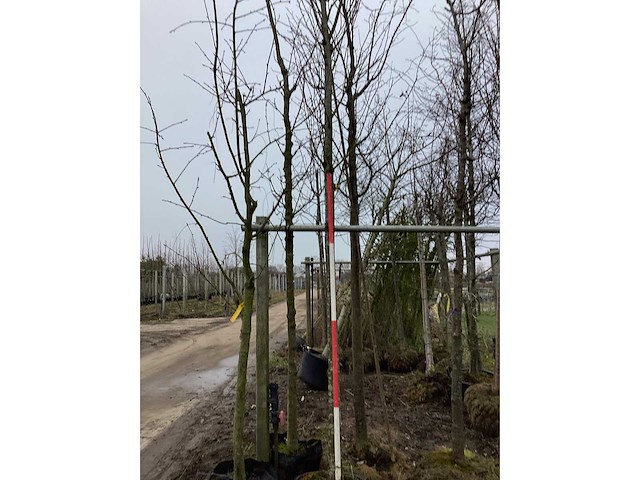 Winterlinde - vormboom - afbeelding 2 van  3