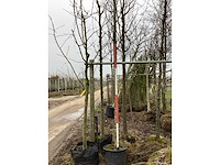 Winterlinde - vormboom - afbeelding 3 van  3