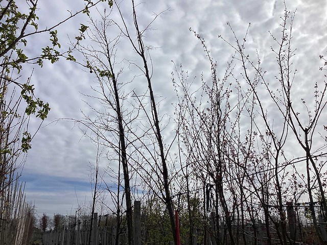 Winterlinde - vormboom - afbeelding 1 van  2