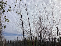 Winterlinde - vormboom - afbeelding 1 van  2