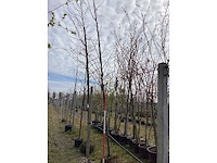 Winterlinde - vormboom - afbeelding 2 van  2