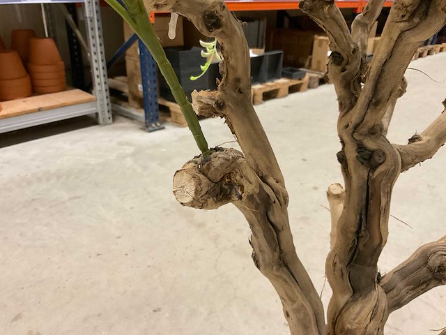 Wisteria kunstboom 160cm - afbeelding 6 van  8