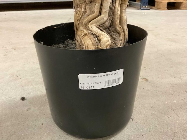 Wisteria kunstboom 160cm - afbeelding 3 van  8