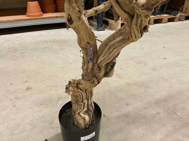 Wisteria kunstboom 160cm - afbeelding 4 van  8