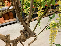 Wisteria kunstboom 160cm - afbeelding 6 van  8