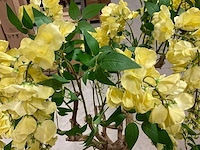 Wisteria kunstboom 160cm - afbeelding 8 van  8