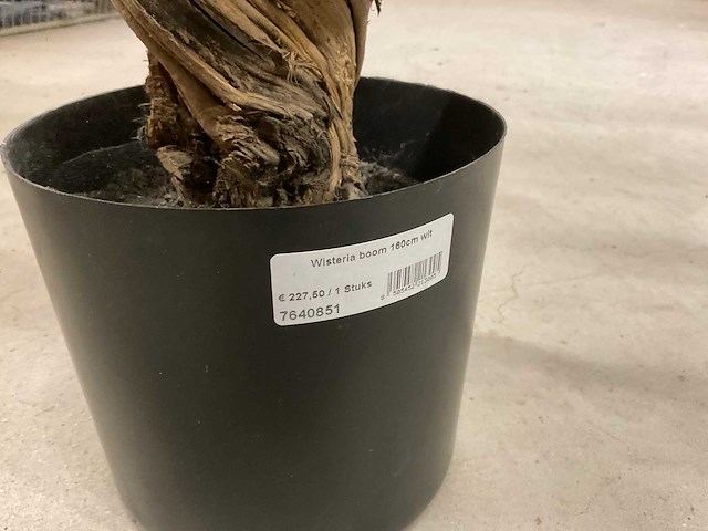 Wisteria kunstboom 160cm - afbeelding 5 van  11