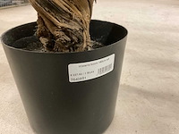 Wisteria kunstboom 160cm - afbeelding 5 van  11