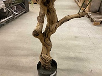 Wisteria kunstboom 160cm - afbeelding 6 van  11