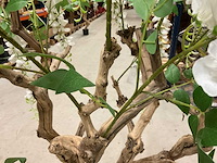 Wisteria kunstboom 160cm - afbeelding 11 van  11