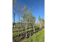 Witte berk - avenue tree - afbeelding 2 van  2