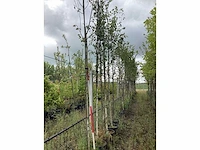 Witte berk - laanboom (3x) - afbeelding 2 van  2