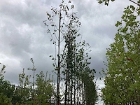 Witte berk - laanboom (3x)