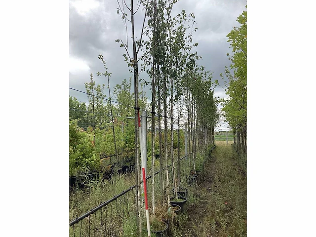 Witte berk - laanboom (3x) - afbeelding 2 van  2