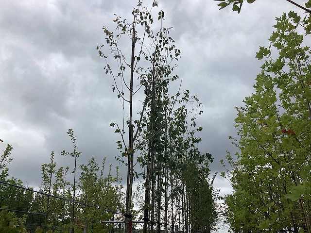 Witte berk - laanboom (3x) - afbeelding 1 van  2