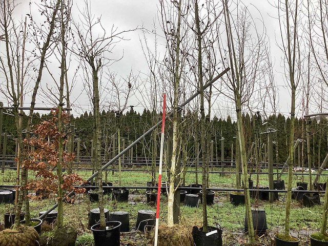 Witte berk - laanboom - afbeelding 1 van  3