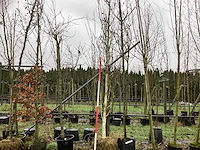 Witte berk - laanboom - afbeelding 1 van  3