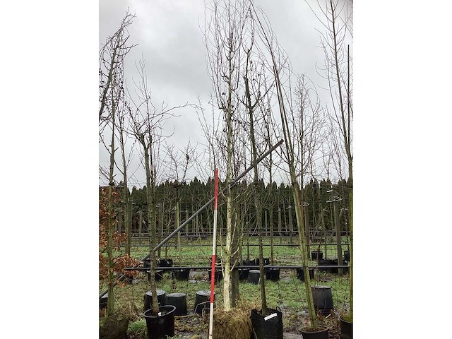 Witte berk - laanboom - afbeelding 2 van  3