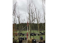 Witte berk - laanboom - afbeelding 2 van  3