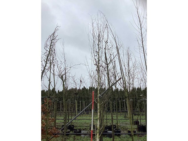 Witte berk - laanboom - afbeelding 3 van  3