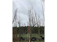 Witte berk - laanboom - afbeelding 3 van  3