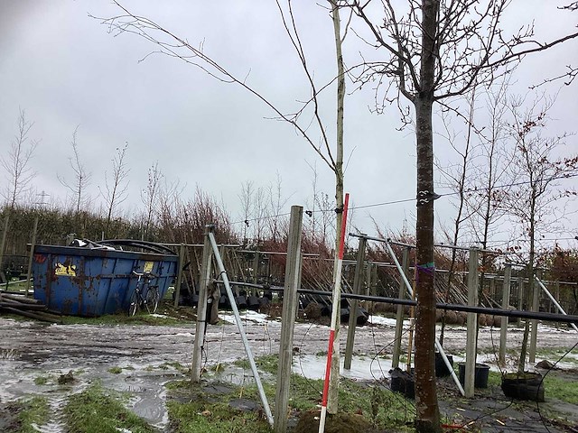 Witte berk - laanboom - afbeelding 1 van  3